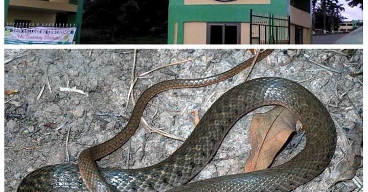 Snake Invade Foso Training College Dormitory; Bites The Balls Of A Sleeping Boy