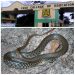 Snake Invade Foso Training College Dormitory; Bites The Balls Of A Sleeping Boy