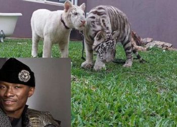 Jacob Caesar’s Tigers To Be Relocated From Residential Property