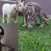 Jacob Caesar’s Tigers To Be Relocated From Residential Property