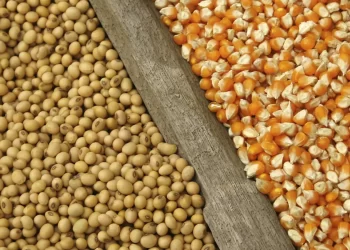 Government Extends Temporary Ban On Grain Exportation