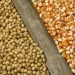 Government Extends Temporary Ban On Grain Exportation