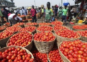 Prices Of Tomato Will Drop Due To High Production; But Our Only Problem Is The Post Harvest Loses – Eric Osei Tuffuor