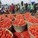 Prices Of Tomato Will Drop Due To High Production; But Our Only Problem Is The Post Harvest Loses – Eric Osei Tuffuor