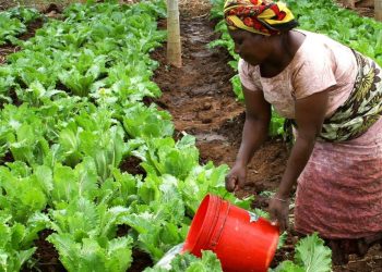 Prioritize Fertilizer Suppliers And Indirectly Solve All Farmers Problem- Chamber Of Fertilizer Ghana