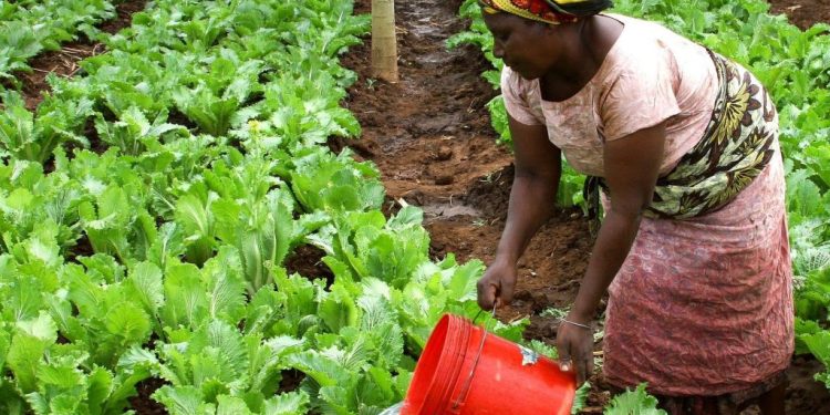 Prioritize Fertilizer Suppliers And Indirectly Solve All Farmers Problem- Chamber Of Fertilizer Ghana