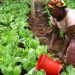 Prioritize Fertilizer Suppliers And Indirectly Solve All Farmers Problem- Chamber Of Fertilizer Ghana