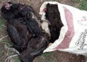 Chief Of Hohoe Gboxome Summons Judicial Service Staff For Poisoning Woman’s Fowls