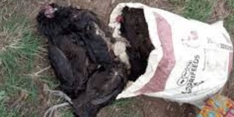 Chief Of Hohoe Gboxome Summons Judicial Service Staff For Poisoning Woman’s Fowls