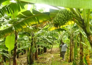 A/R: Aggrieved Plantain Farmers Demand Compensation After Acres Of Farmland Was Destroyed