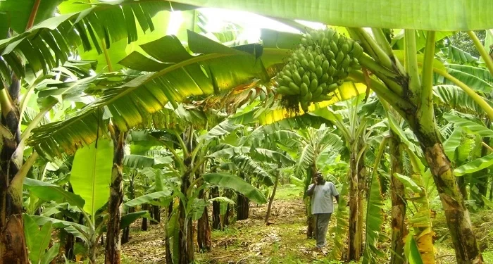 A/R: Aggrieved Plantain Farmers Demand Compensation After Acres Of Farmland Was Destroyed