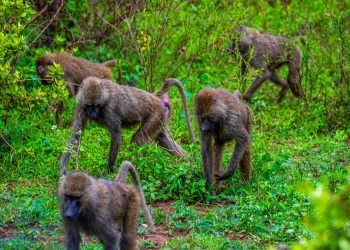 Monkey Breaks Into Home, Snatches Month-Old Baby As He Was Breastfeeding And kills Him