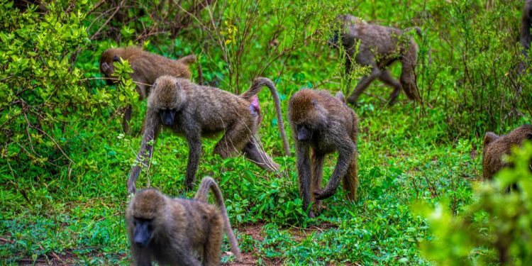 Monkey Breaks Into Home, Snatches Month-Old Baby As He Was Breastfeeding And kills Him