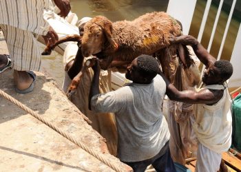 Ship carrying 15,000 Sheep Sinks As Thousands Of Livestock Drown In Disaster
