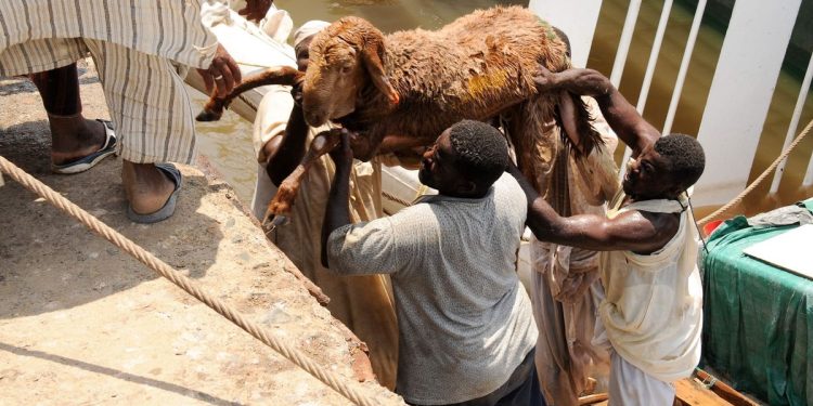 Ship carrying 15,000 Sheep Sinks As Thousands Of Livestock Drown In Disaster
