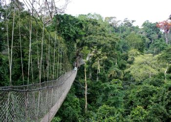 Kakum National Park: Management Announces Alternative Routes Due To Rains And Floods