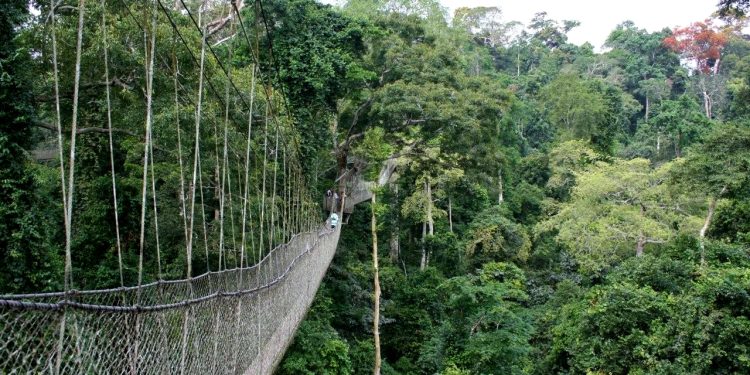 Kakum National Park: Management Announces Alternative Routes Due To Rains And Floods
