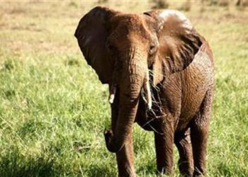 Elephant kills 70-year-old and then returns to trample her corpse at funeral in India