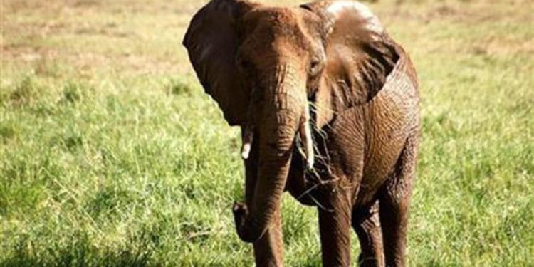 Elephant kills 70-year-old and then returns to trample her corpse at funeral in India