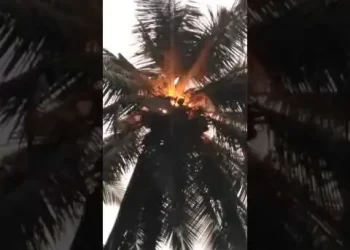Duayaw Nkwanta: Coconut Tree Catches Fire After A Heavy Thunderstrike (Video)