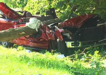 1 Dead, 2 Hospitalized From Tree Falling On New York Parkway