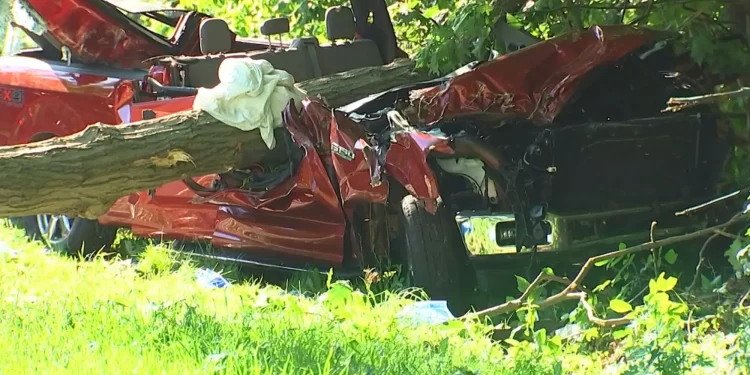 1 Dead, 2 Hospitalized From Tree Falling On New York Parkway