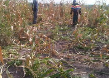 Danger Looms As Farmers In Oti Region Ready To Resist Fulani Herdsmen Activities On Their Farms