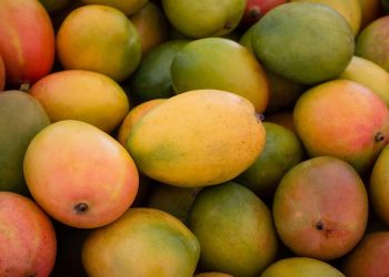 Sunyani: Mango Farmers Bemoan Low Patronage