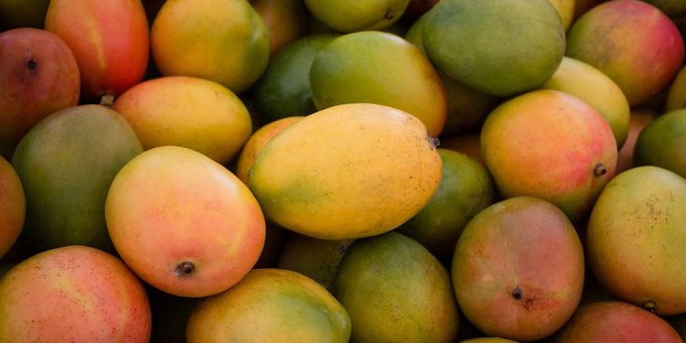 Sunyani: Mango Farmers Bemoan Low Patronage