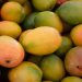 Sunyani: Mango Farmers Bemoan Low Patronage