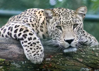 Blind Elderly Woman Mauled to Death As She Slept by Leopard
