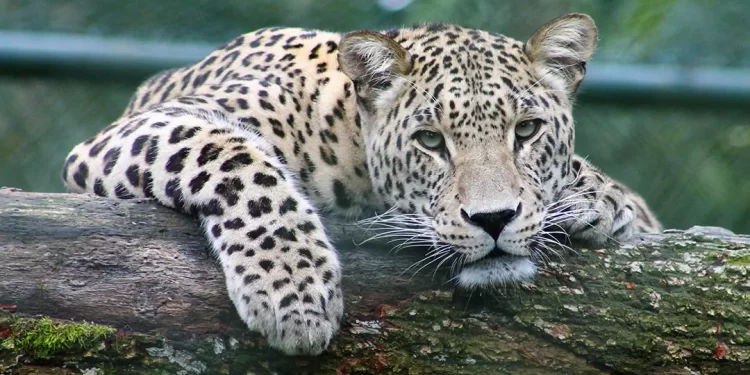 Blind Elderly Woman Mauled to Death As She Slept by Leopard