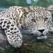 Blind Elderly Woman Mauled to Death As She Slept by Leopard