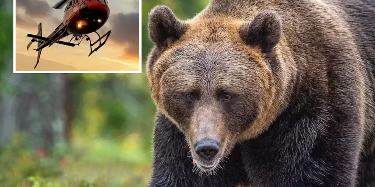 Bears Eat Wealthy Couple And Pilot After Helicopter Crash In Wilderness
