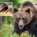 Bears Eat Wealthy Couple And Pilot After Helicopter Crash In Wilderness