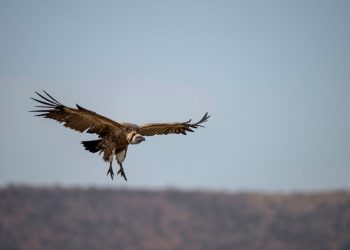 More than 150 endangered vultures poisoned in South Africa, Botswana