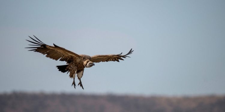 More than 150 endangered vultures poisoned in South Africa, Botswana