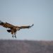 More than 150 endangered vultures poisoned in South Africa, Botswana