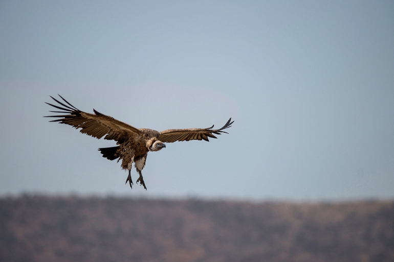 More than 150 endangered vultures poisoned in South Africa, Botswana ...