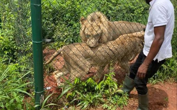 Lion kills man who entered its enclosure at Accra Zoo