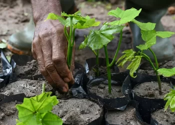 Over 8,000 Green Ghana Seedlings Found At Refuse Dump At Offin Forest Reserve
