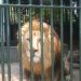 Accra Zoo Closed Down After Lion Kills Intruder