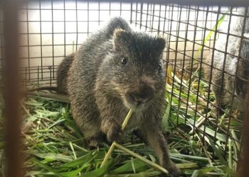 Wenchi: Police Accused Of Collecting Rats, Grass Cutters As Bribe