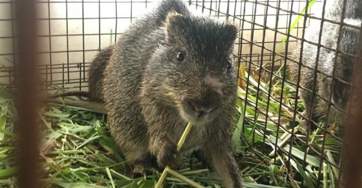 Wenchi: Police Accused Of Collecting Rats, Grass Cutters As Bribe