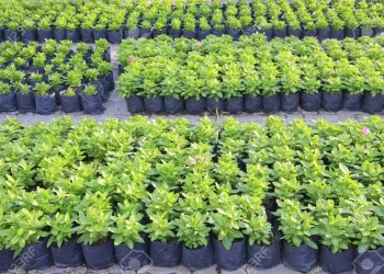 Police Probe Tree Seedlings Found On A Refuse Dump Site