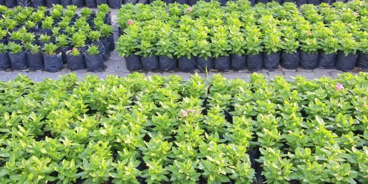 Police Probe Tree Seedlings Found On A Refuse Dump Site