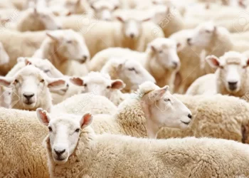 About 50 Livestock Killed By Unknown Skin Disease At Drobonso, Abenoa