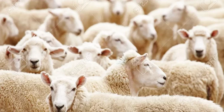 About 50 Livestock Killed By Unknown Skin Disease At Drobonso, Abenoa