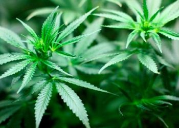 Parliament, Supreme Court In War Of Words  Over ‘Wee’ Law