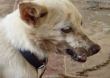 Ashanti Region: GHS issues alert over rabies outbreak